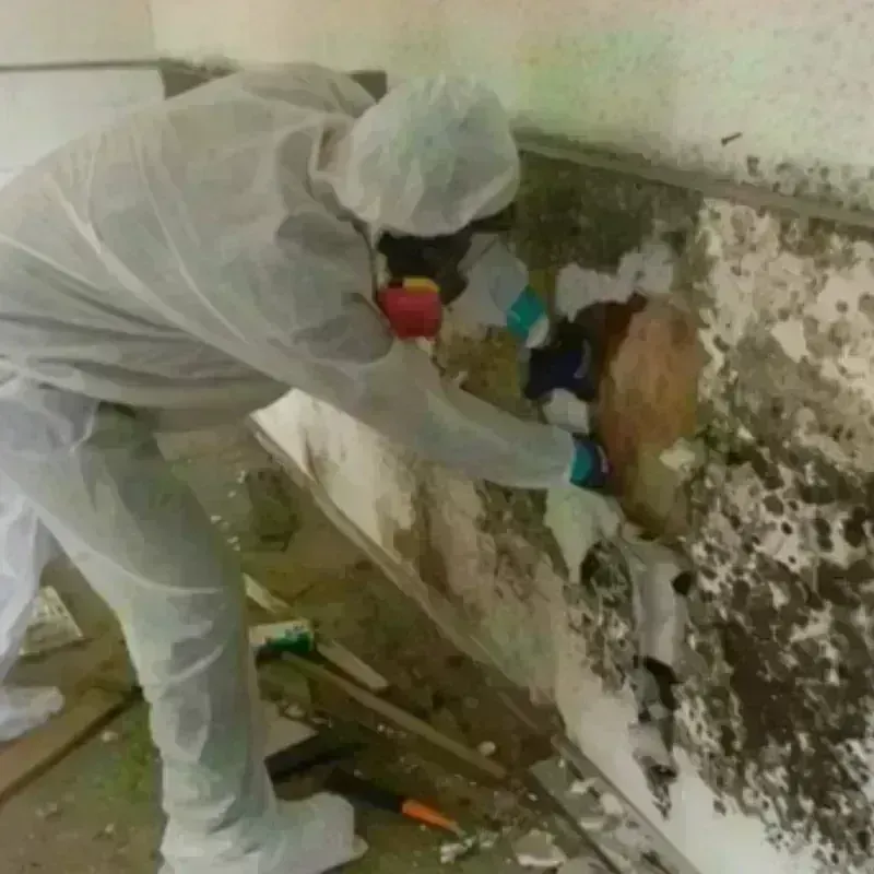 Mold Remediation and Removal in Andalusia, IL